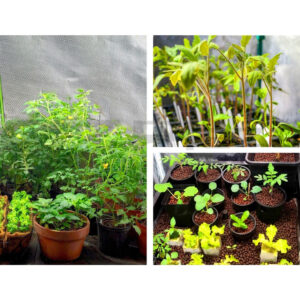 Green Fingers Grow Tent 60X60X90Cm Hydroponics Kit Indoor Plant Room System - Image 3